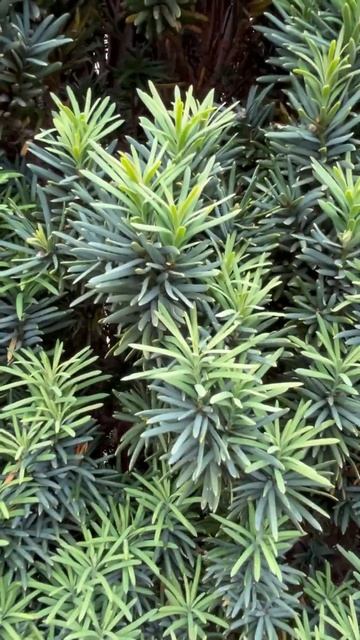 Любовь к хвойникам. смотреть онлайн