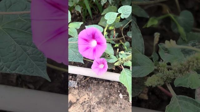 Ипомея пурпурная смотреть онлайн