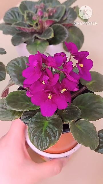 Сенполия или Узамбарская фиалка 🌸 #цветы #комнатныер? смотреть онлайн