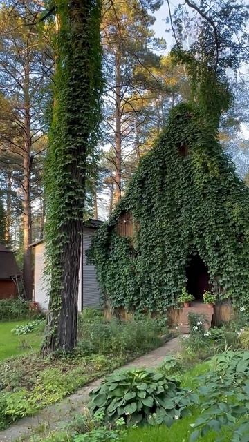 Весь дом укутан вьюнком #зеленыйдом смотреть онлайн