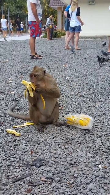 Обезьяна и бананы. Обжора!!! смотреть онлайн
