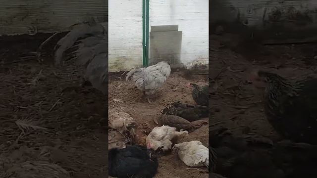 Куры в теплице смотреть онлайн