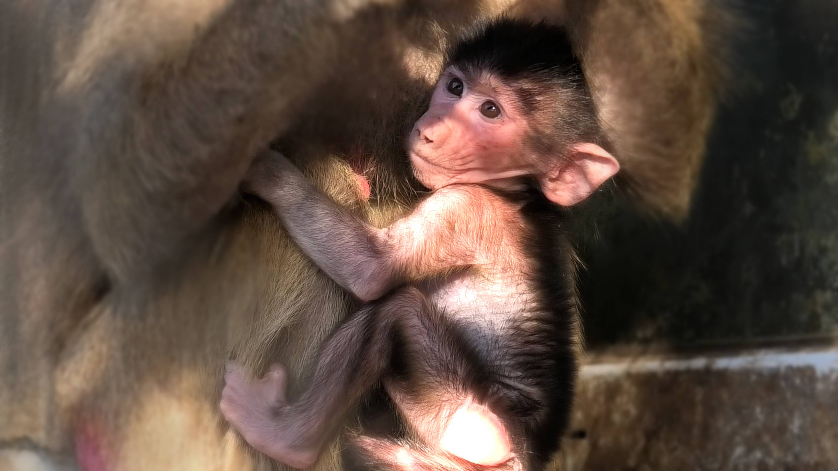 Изя чуть не перепутала дочку с копытом! Кура всему голова! Шаг влево, шаг вправо - признак агрессии! смотреть онлайн