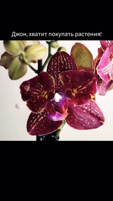 Хорошо, что меня зовут Люда 😂#orchid #орхидеи #орхидеицве смотреть онлайн