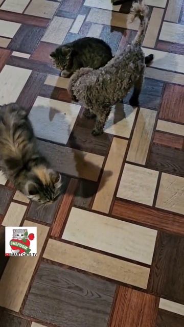 Пуся во Всемирный День Кошек ребятам в подарок принес? смотреть онлайн