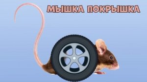 Кошка Картошка,Мышка Сосиска, Крыска Ириска, Кот Бутерброд,Мышка Покрышка,Авокадо Бегемот.Мемы 2021