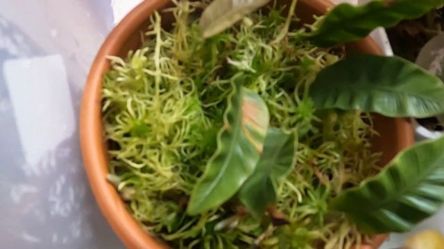 Папоротники, флебодиум, леканоптерис, бегония, ардизи? смотреть онлайн