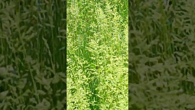 16 април 2024 г. Ливадна метлица,Poa pratensis,род Метлица,сем Ж смотреть онлайн