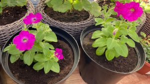 Пересадила петунию тайдал в десяти литровое кашпо.