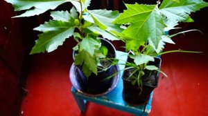 Выращивания Платана из семян первый опыт