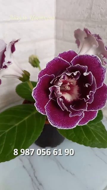 #глоксиния #геснериевые #глоксиниипочтой #купитьглокс смотреть онлайн