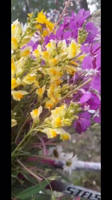 #ромашка #василёк смотреть онлайн