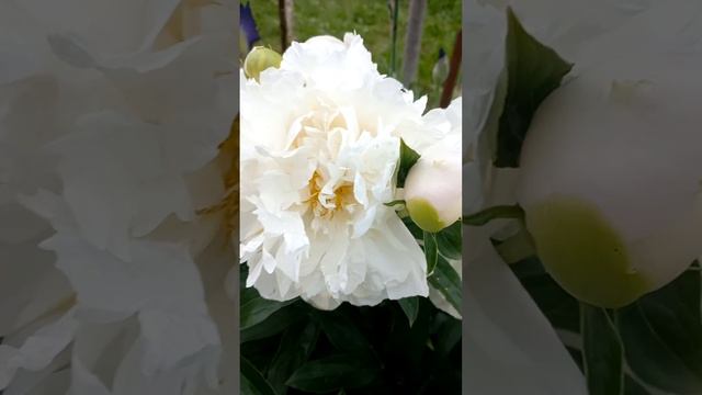 Пион Мисс Америка. смотреть онлайн