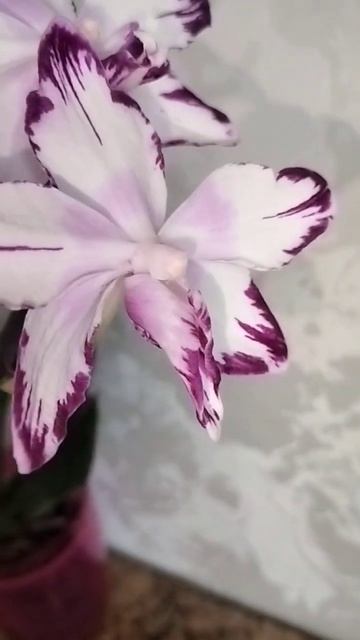 Красотка орхидея в мутации 🫶😍 смотреть онлайн