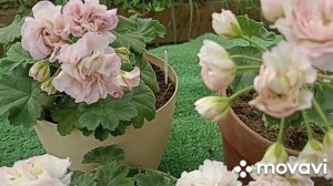 ПЕЛАРГОНИИ ТА ЭММАНУЭЛЬ И ЮВ ЗВЕЗДА ВОДОЛЕЯ // КОЛЛЕКЦ?