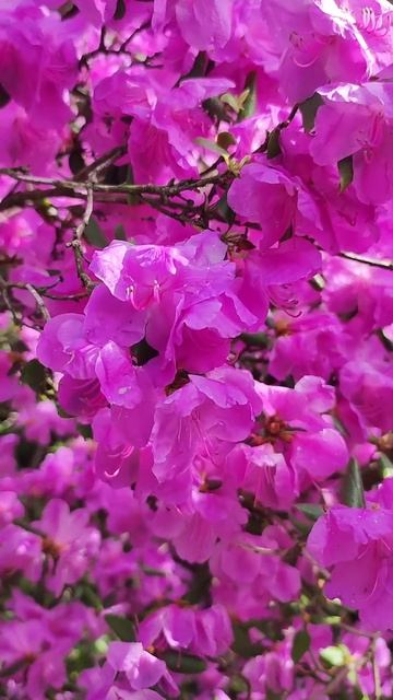 Как же здорово! ❤🌷❤#весна #праздник #душевно #peterburg #с? смотреть онлайн