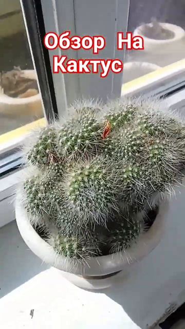 Обзор На Кактус 🌵 #2025 #кактусы смотреть онлайн