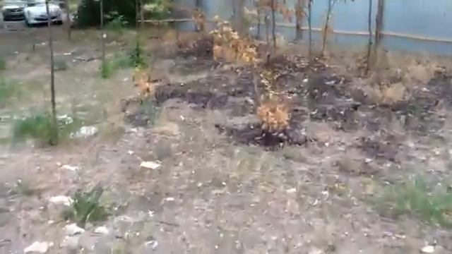 Рубят деревья на берегу Свияги смотреть онлайн
