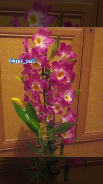 УХОД ЗА ДЕНДРОБИУМОМ!