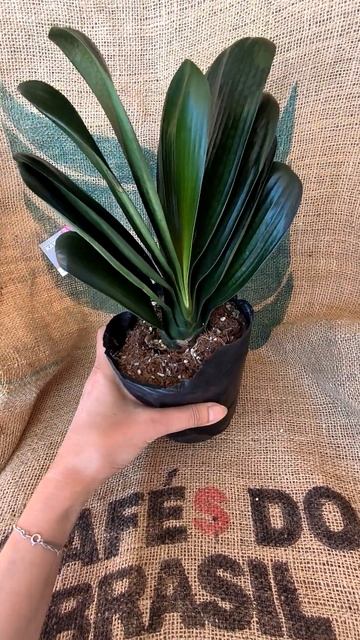 Кливия Дарума широколистная / Clivia Daruma Broad Leaf смотреть онлайн