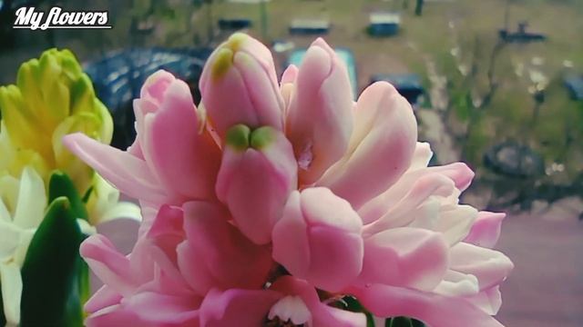 Интересные факты и легенды о Гиацинте.