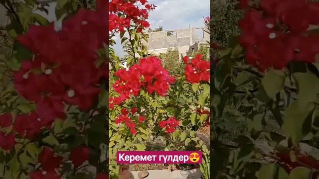 Олеандр фикус үлкен екен😍#олеандр смотреть онлайн
