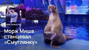 Морж Миша станцевал «Смуглянку»