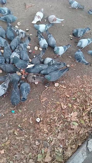 Голуби едят роллы с удовольствием. смотреть онлайн