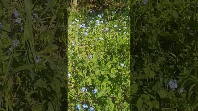 Незабудка/Незабравка цвете/Forget-me-not flower 22.05.2024 #shorts смотреть онлайн