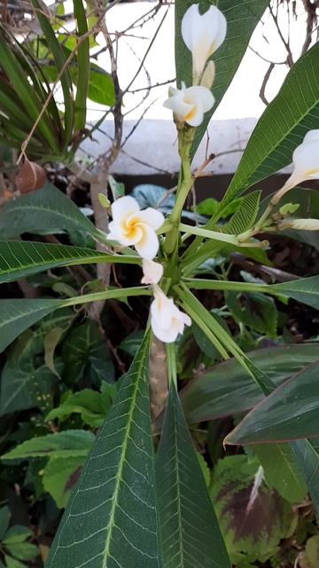 Plumeria.🌳🌸 It comes from Sri Lanka | Плюмерия. Родом из Шри Ланки.#lo смотреть онлайн
