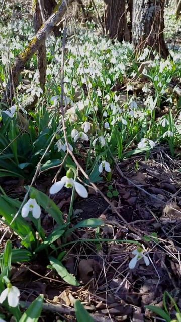 Поляны подснежников в Крыму. Весна #крым смотреть онлайн