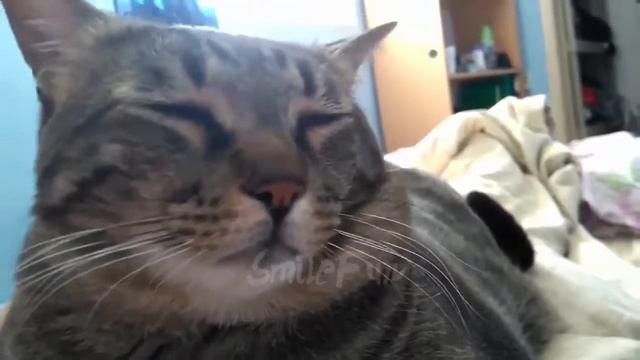 Лучшие приколы с котами-смешно до слез!!! смотреть онлайн