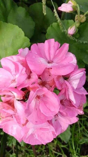 Герань из семян 🌺 смотреть онлайн