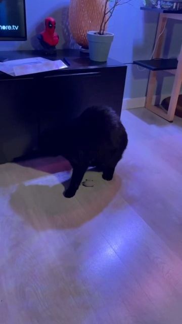 Кот ничего не употреблял) #cat #кот #черныйкот #трикота #bl смотреть онлайн