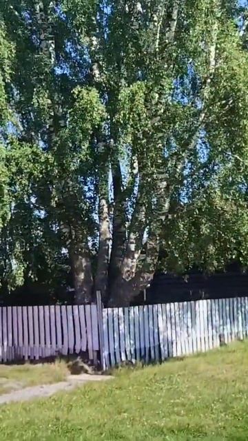 Береза и черемуха смотреть онлайн