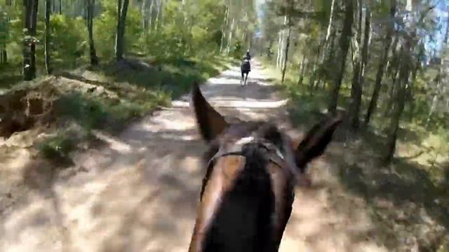 Галоп в полях - Верховая езда на GoPro / Epic horse galloping with GoPro смотреть онлайн