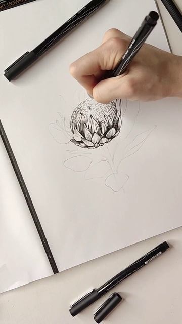 Протея 🌸 #art #рисунок #flower #drawing #скетч #sketch #арт #artist #рис смотреть онлайн