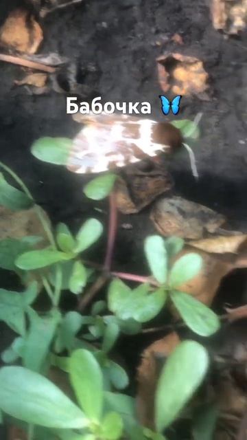 #рекомендации #петунии #лето #лили смотреть онлайн