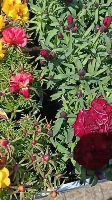 #цветы#цветылетние🌹🌸🌼#июнские#яркие#shorts смотреть онлайн