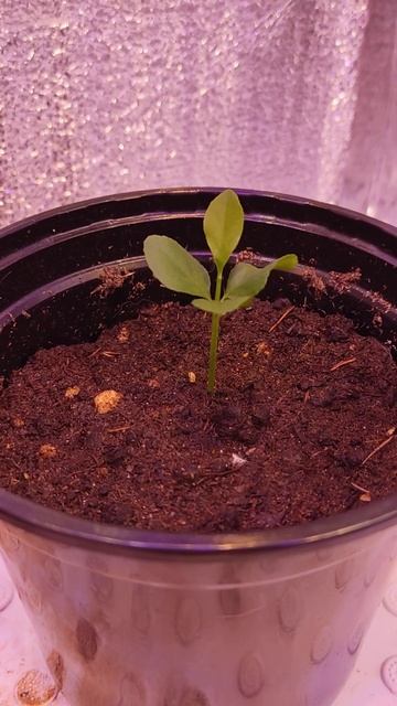 Лимон подростает🍋#shorts смотреть онлайн