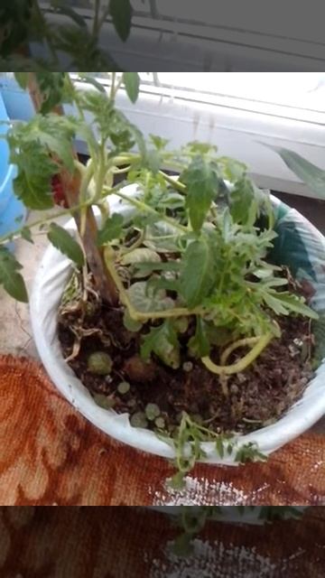 Помидор растим дома смотреть онлайн