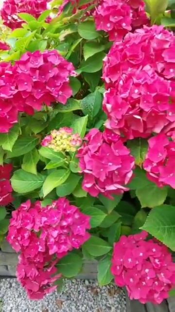 Как прекрасен этот мир. Гортензия!!! смотреть онлайн