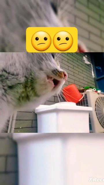 Теперь уменя есть кот сосиска он даже тебя убёт и меня смотреть онлайн