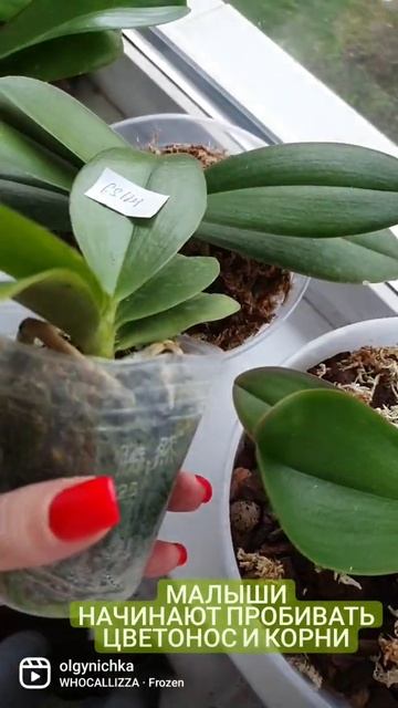 22 октября 2021 г. #орхидеи #orhidea #азиатскиеорхидеи #shorts смотреть онлайн