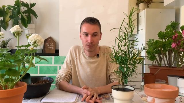 Как выбрать растение домой и что делать после покупки смотреть онлайн