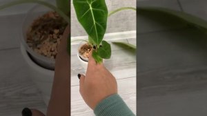 Алоказия Мишкольца, обзор ,уникальность растения ,