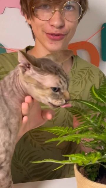 Кот ест мои подарки🌿 #папоротник #папопотники #flowers #pha смотреть онлайн