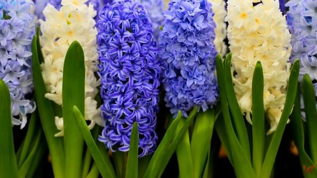 Растение Гиацинт (Hyacinthus)