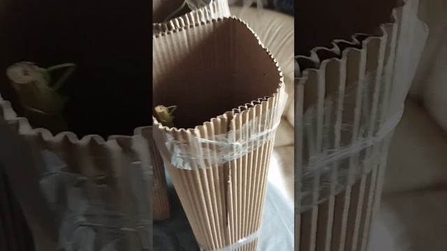 Посылка из питомника "Клематис Юга". смотреть онлайн