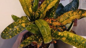 #Обзор растений из #пятёрочки  🪴 /#комнатныерастения